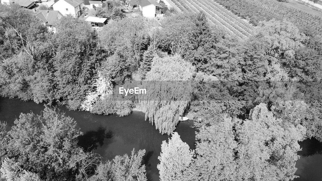 HIGH ANGLE VIEW OF TREES ON LAKE