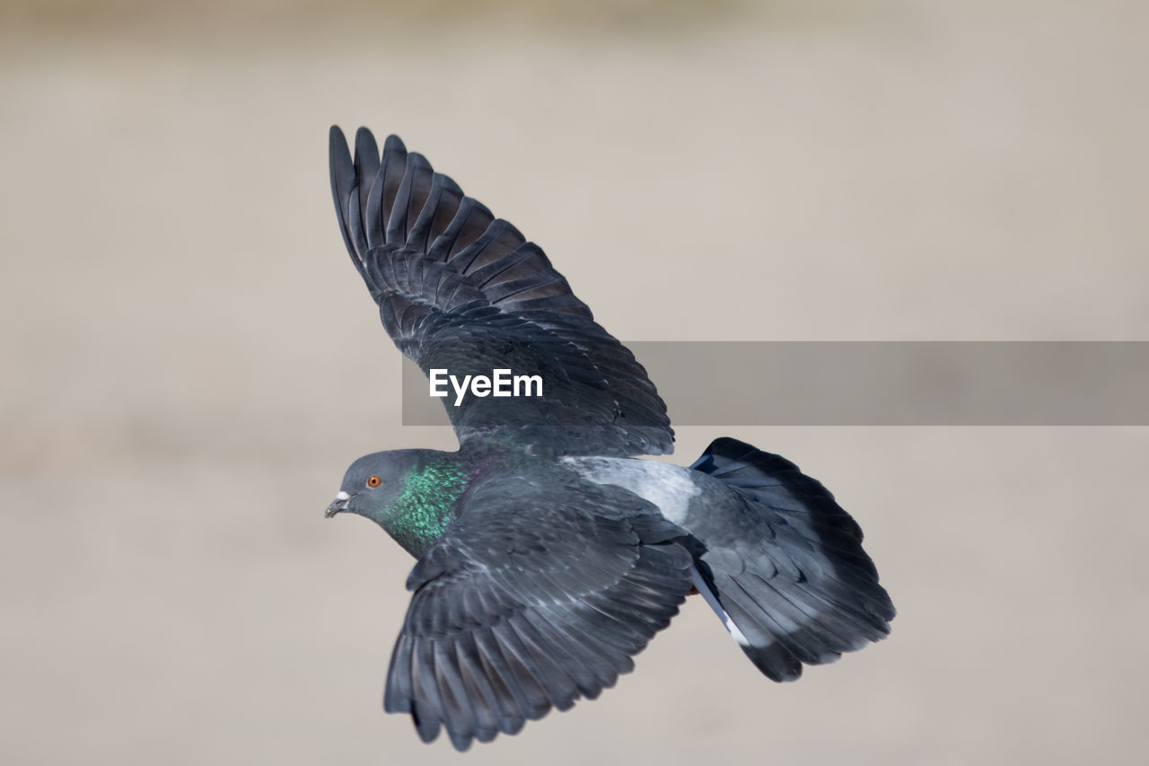 Close-up of pigeon flying outdoors