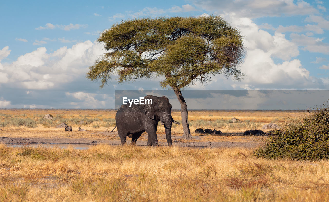 Elephant against sky