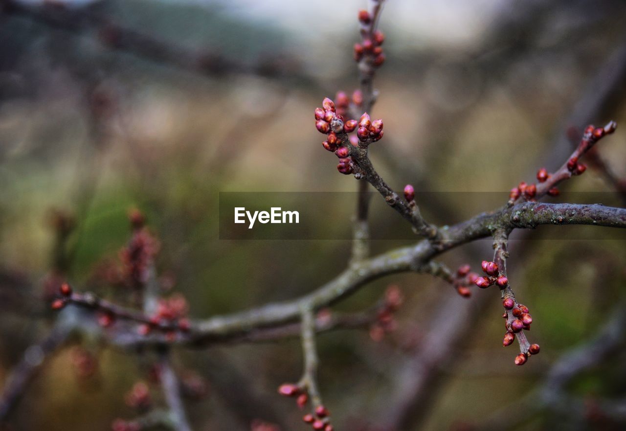 plant, fruit, tree, food, food and drink, blossom, berry, nature, leaf, healthy eating, branch, focus on foreground, flower, freshness, macro photography, red, no people, growth, beauty in nature, close-up, day, outdoors, produce, selective focus, twig, spring, autumn, winter, shrub