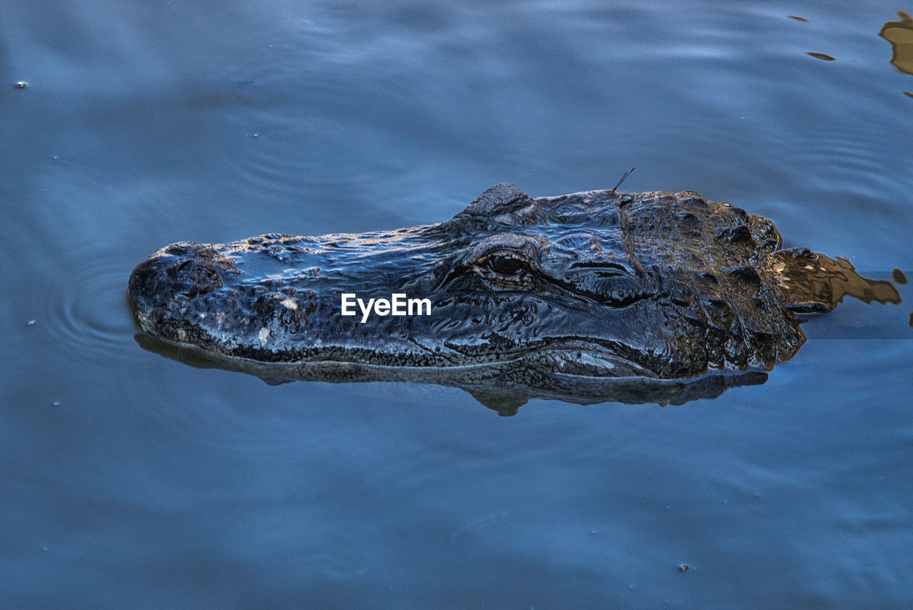 Close up view of a lizard alligator gator head in water