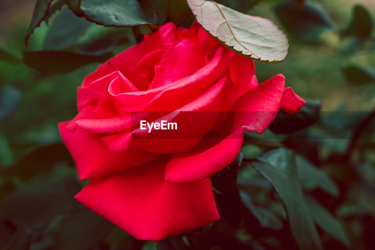 CLOSE-UP OF RED ROSES