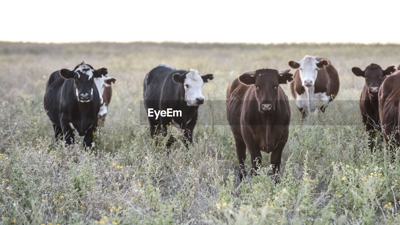 cows grazing in a field