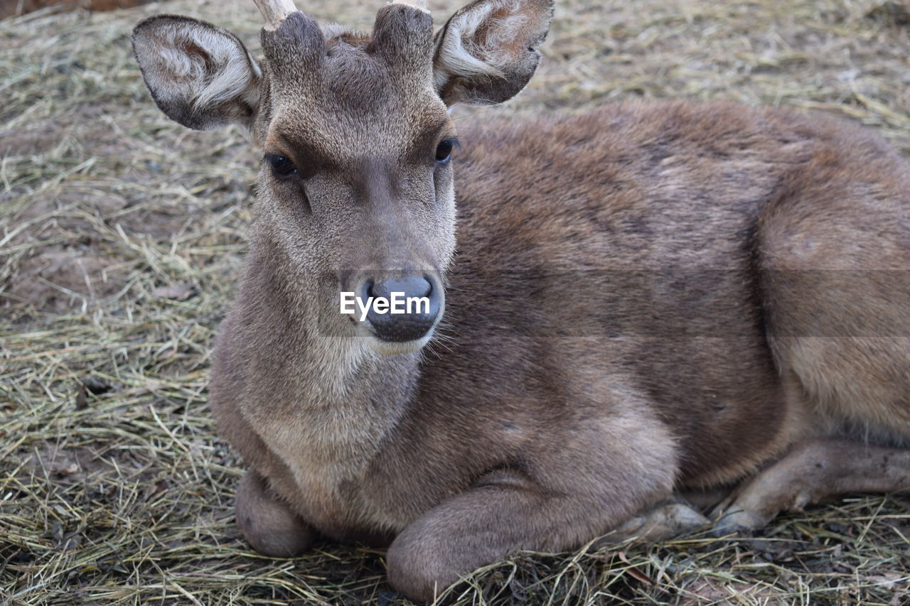 PORTRAIT OF DEER LYING ON GRASS