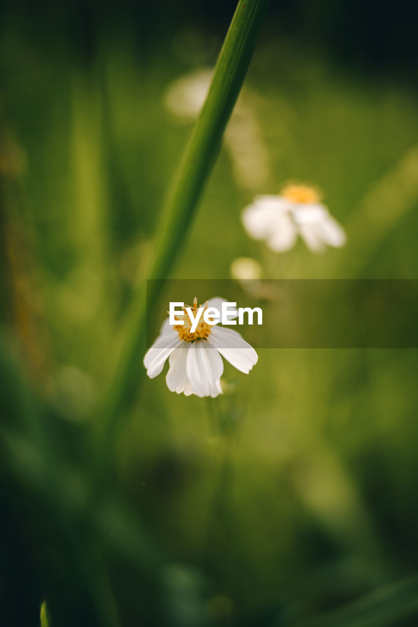 CLOSE-UP OF WHITE FLOWER PLANT