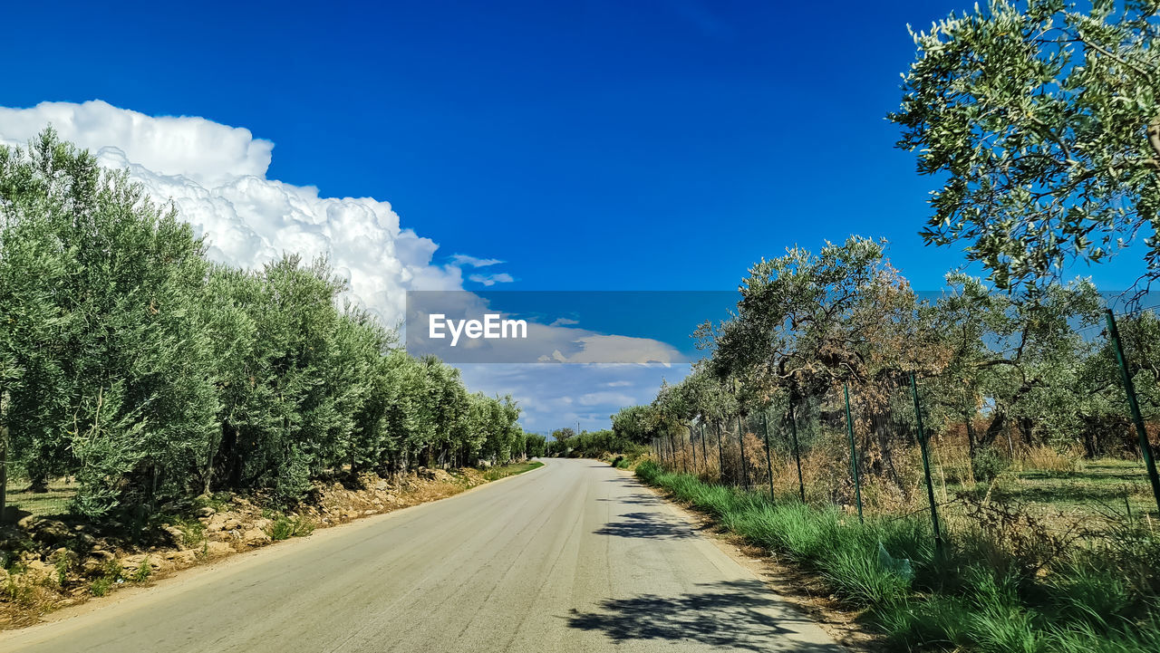 plant, road, tree, sky, the way forward, transportation, nature, diminishing perspective, landscape, rural area, beauty in nature, blue, scenics - nature, no people, cloud, vanishing point, environment, day, grass, land, growth, tranquility, green, tranquil scene, sunlight, natural environment, non-urban scene, outdoors, hill, empty road, travel, country road, footpath, infrastructure, field, rural scene, dirt road, street, dirt, forest, autumn, sunny