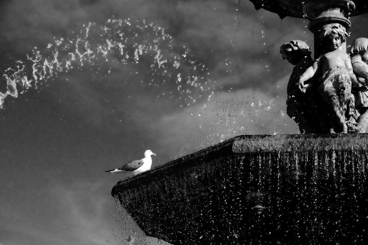 Low angle view of seagull perching on fountain against sky