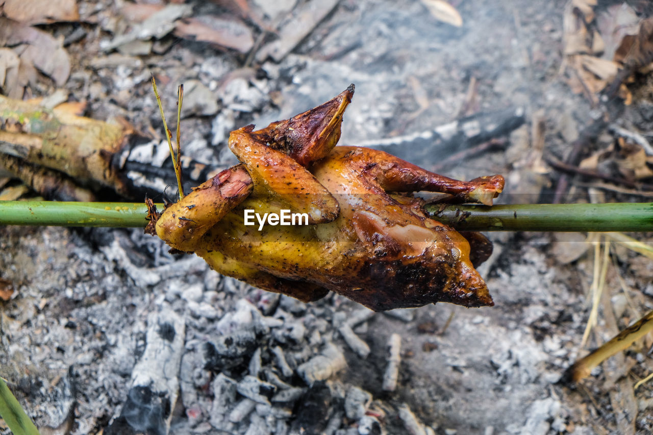 HIGH ANGLE VIEW OF LIZARD ON BARBECUE