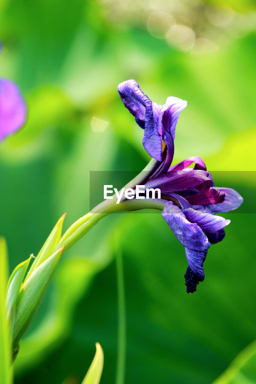 Close-up of purple flowering plant