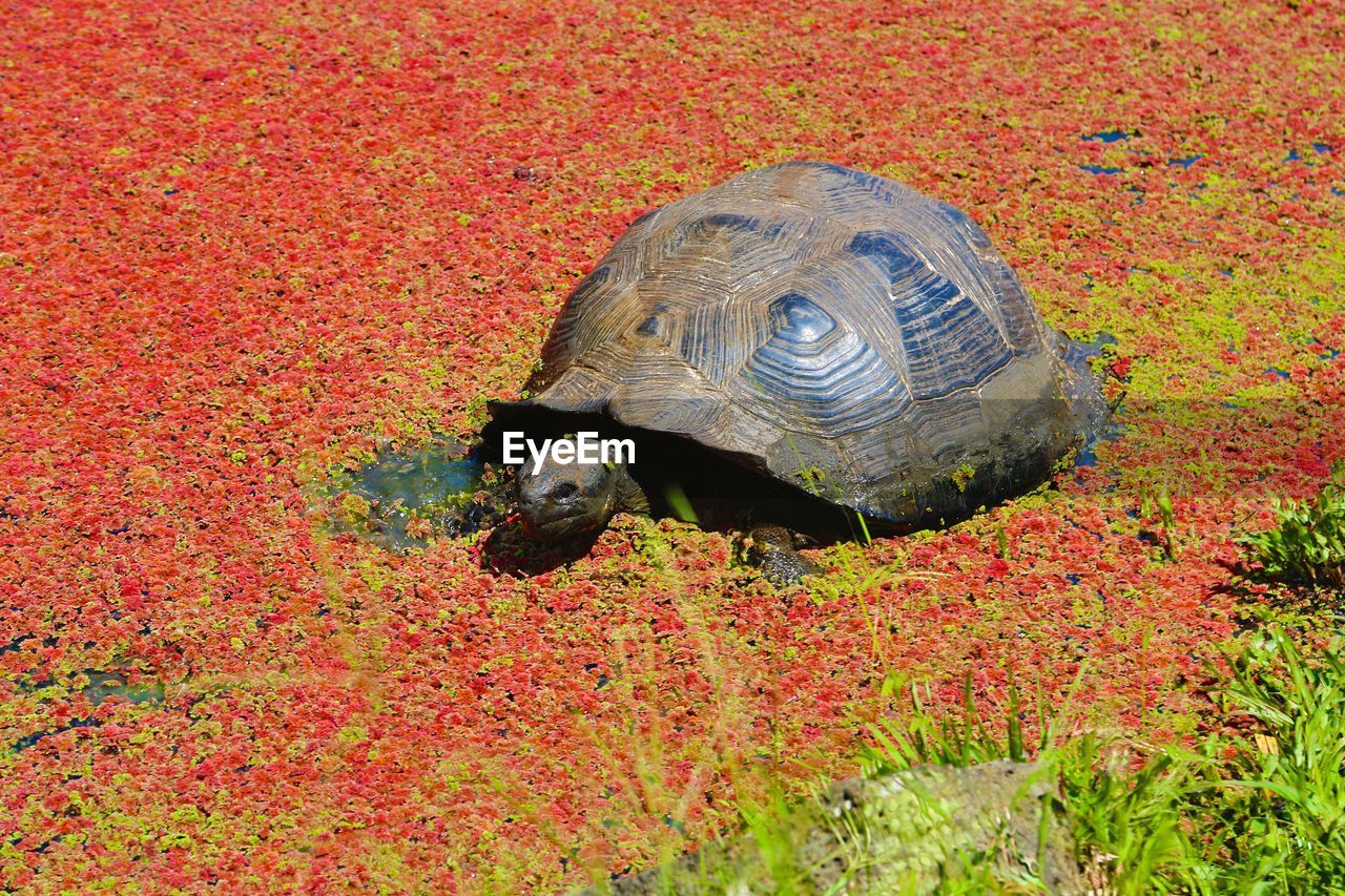 High angle view of tortoise amidst flowers floating on lake