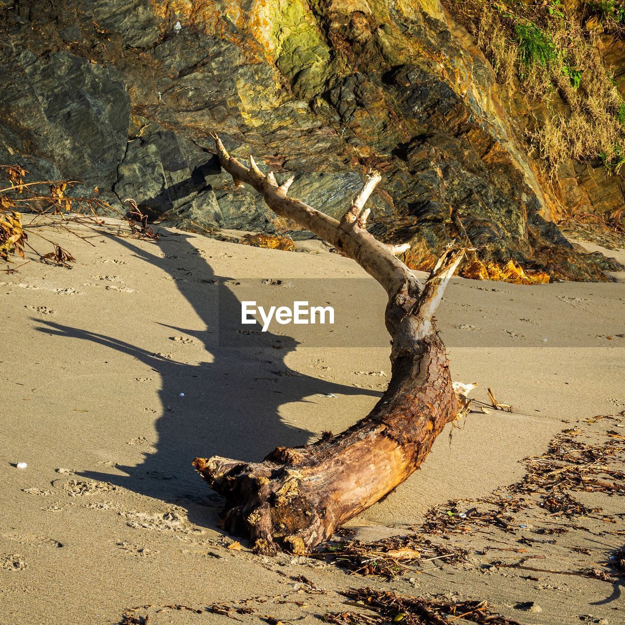 High angle view of driftwood on sand