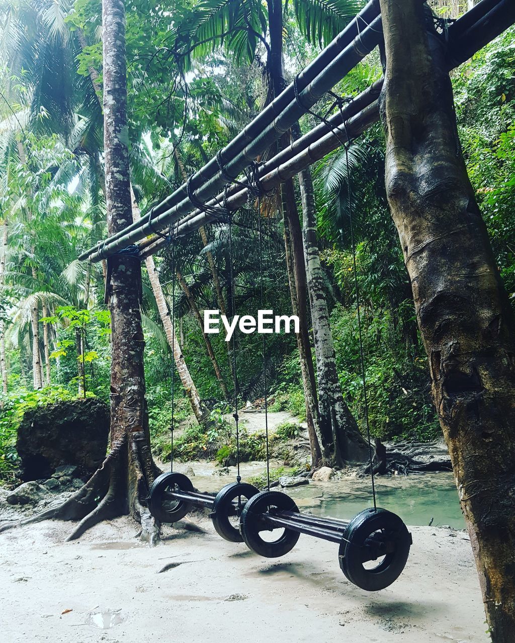 BICYCLES HANGING ON TREE IN FOREST