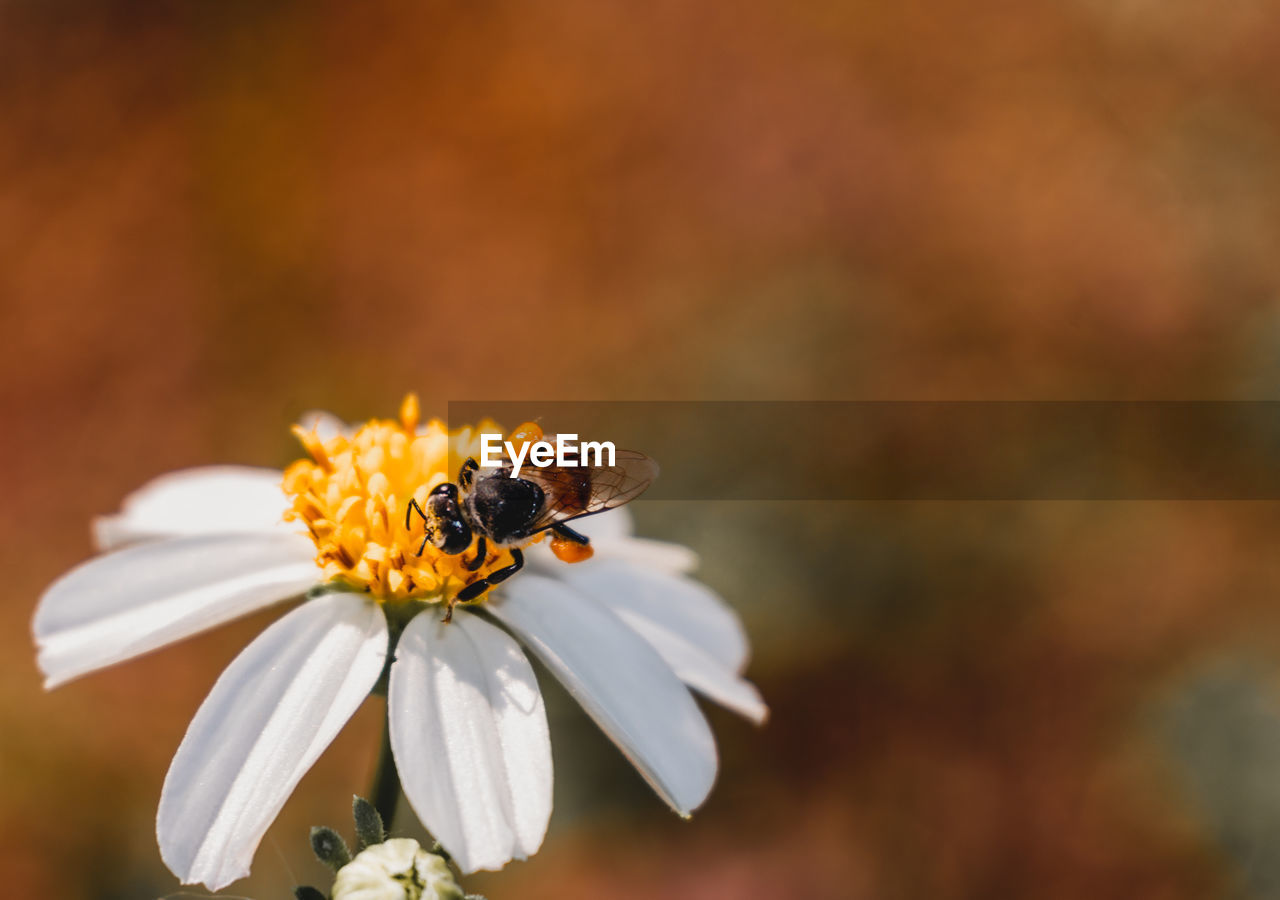 Close-up of bee pollinating on flower