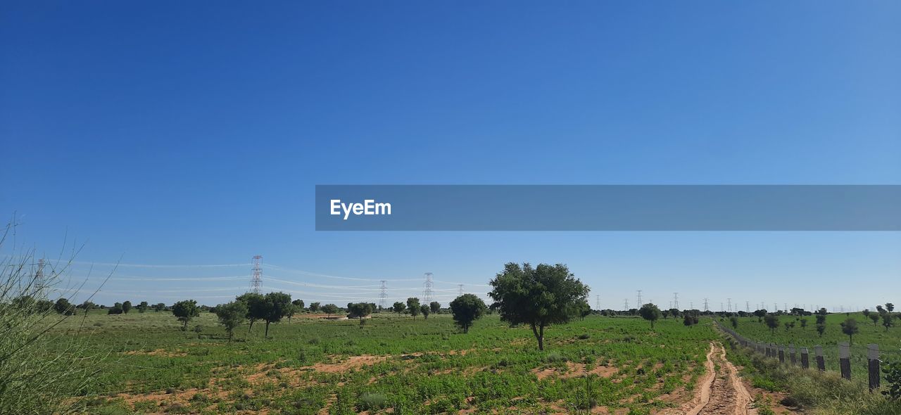 TREES ON FIELD AGAINST CLEAR BLUE SKY