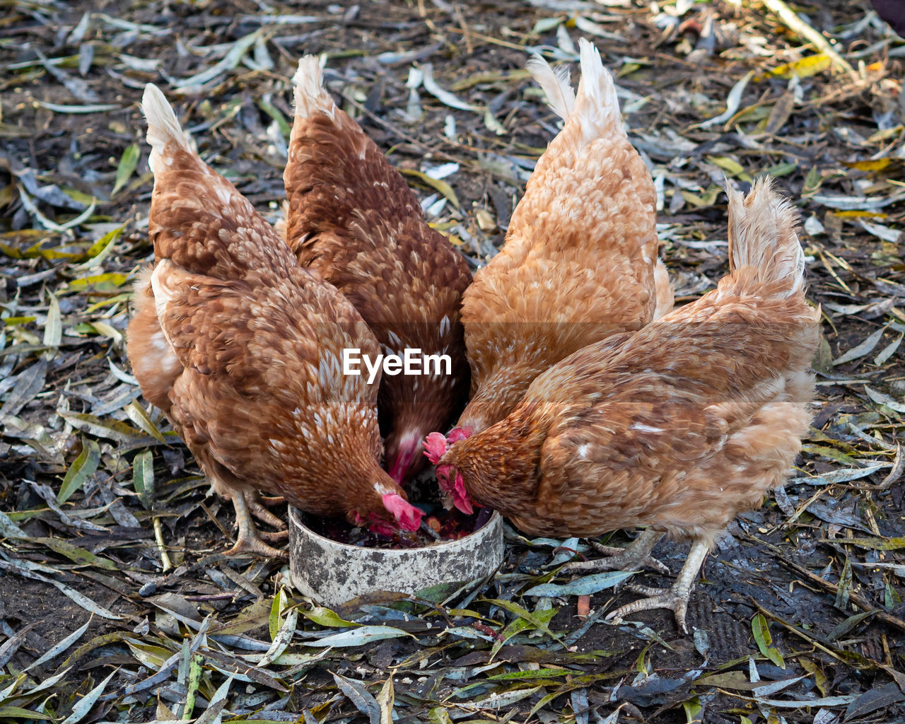 HIGH ANGLE VIEW OF DUCKS ON FARM