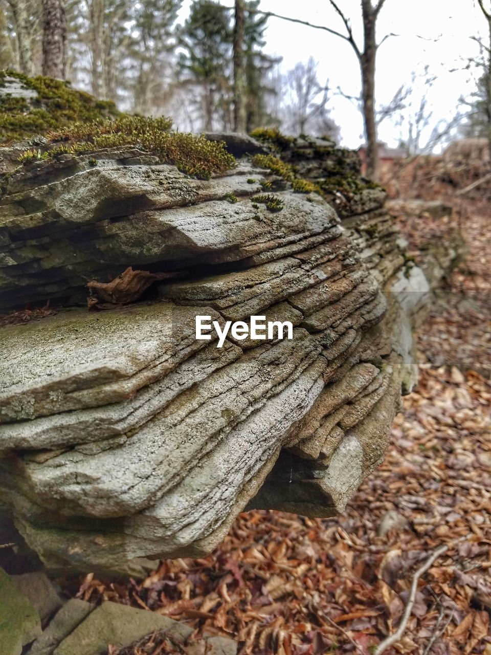 CLOSE-UP OF TREE TRUNK IN FOREST DURING AUTUMN