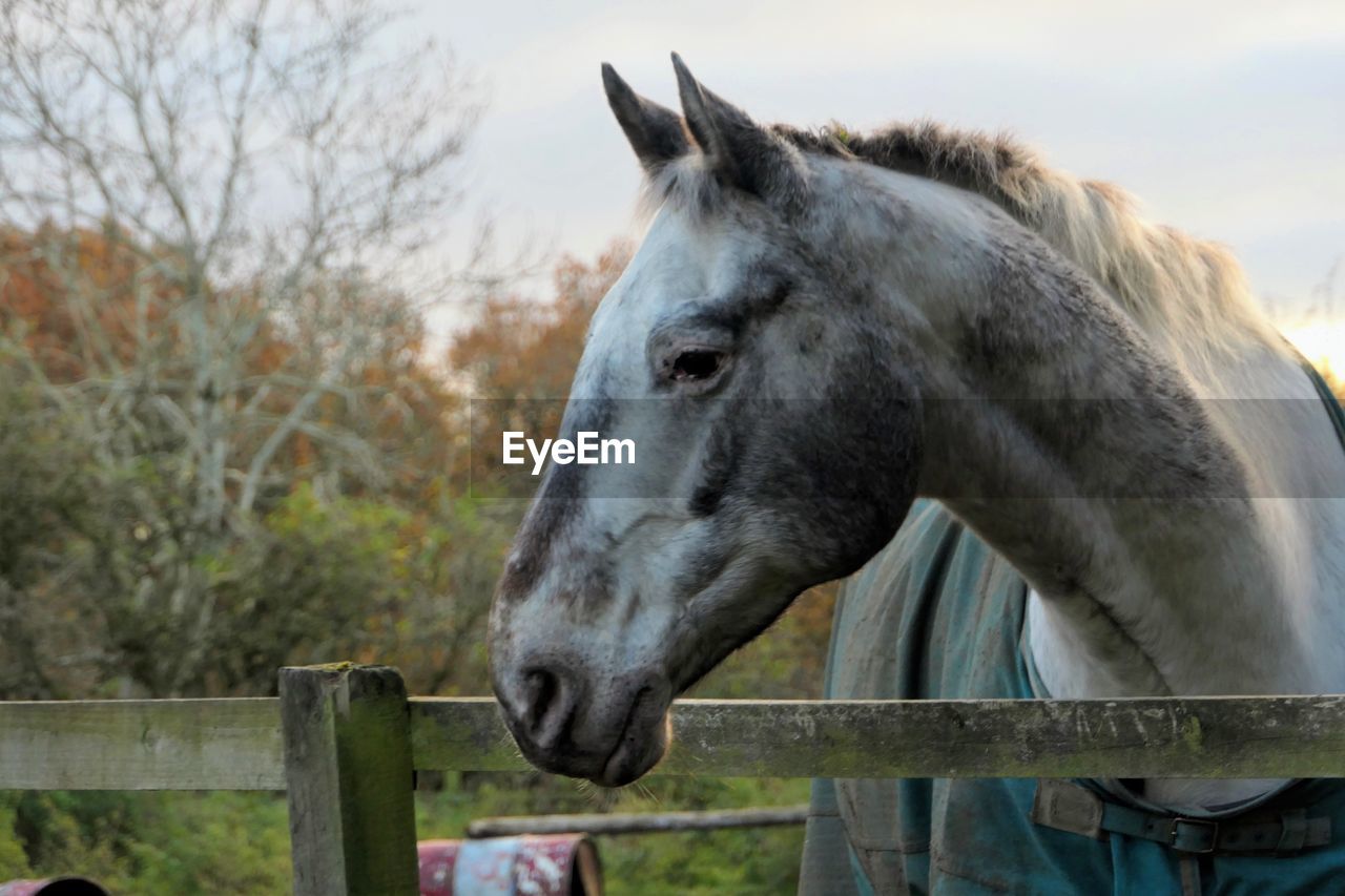 Horse in field