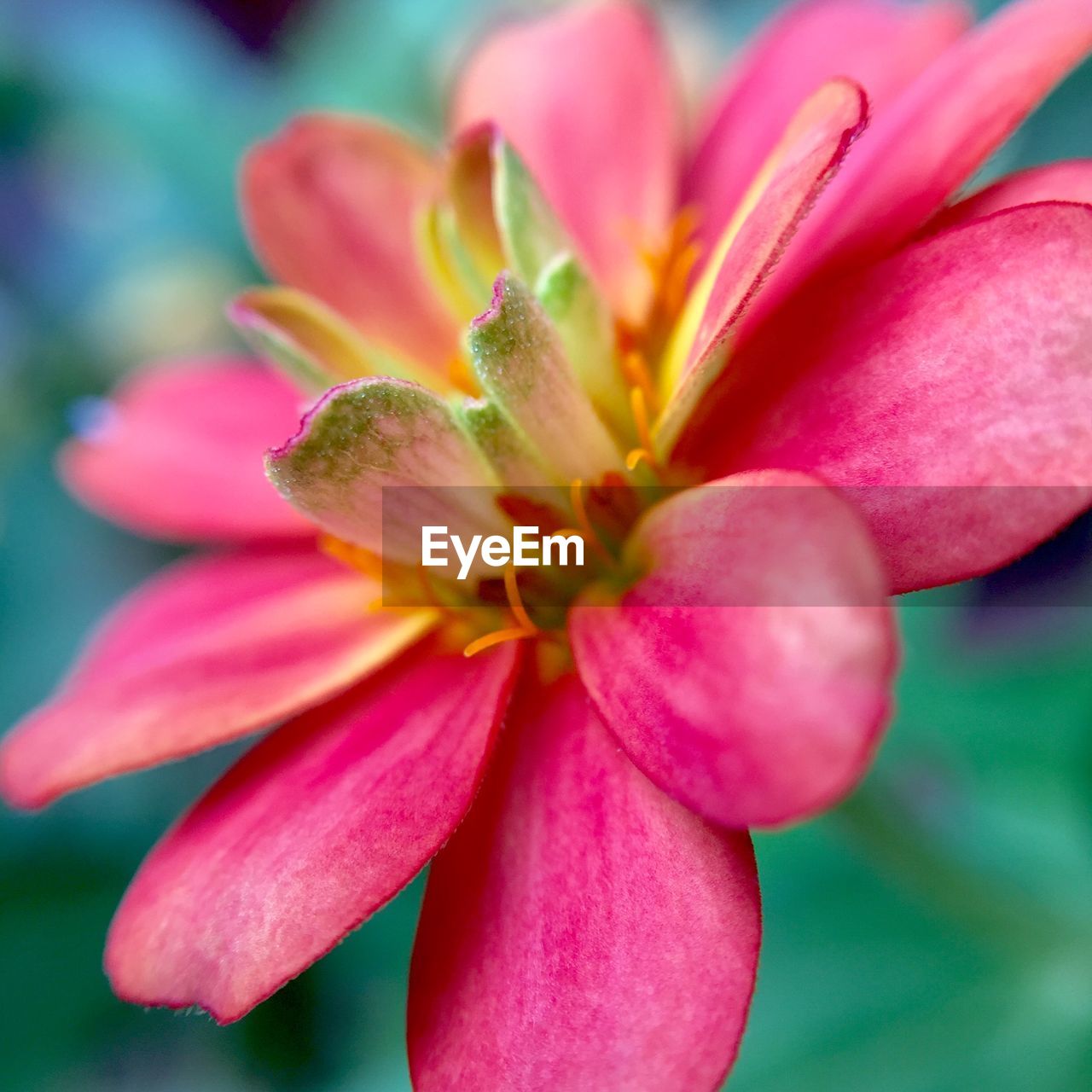 Close-up of pink zinnia blooming outdoors