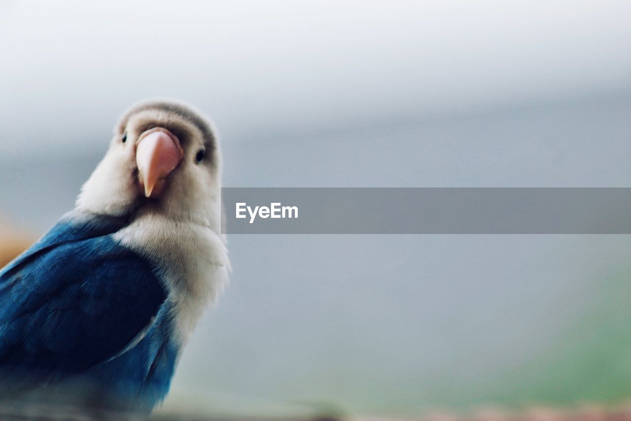 Close-up of a bird