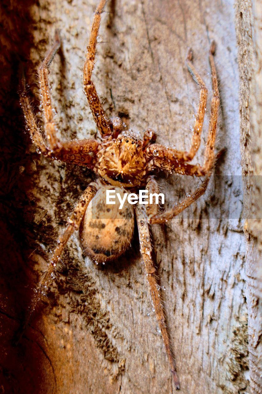 CLOSE-UP VIEW OF SPIDER