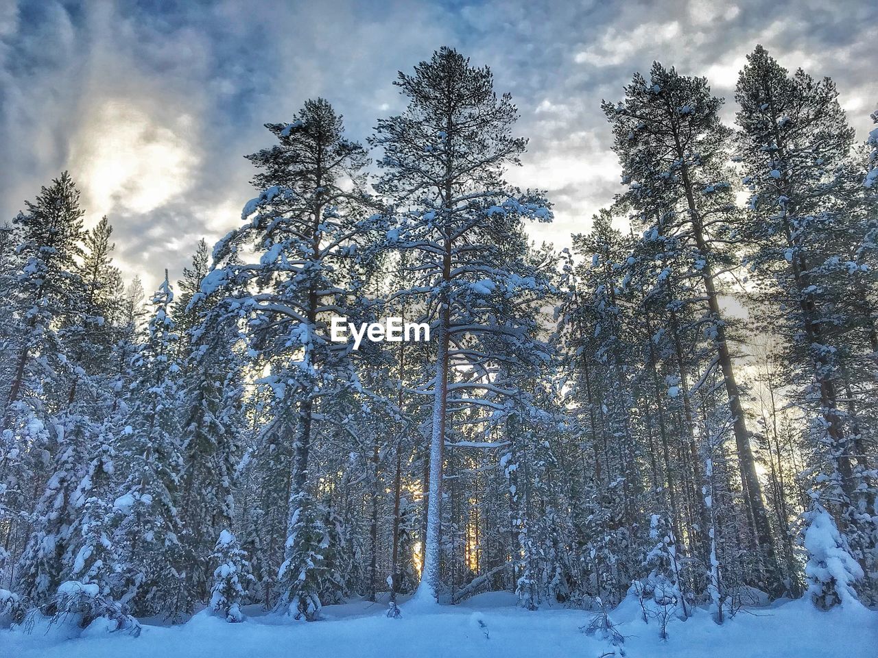 Trees in forest during winter