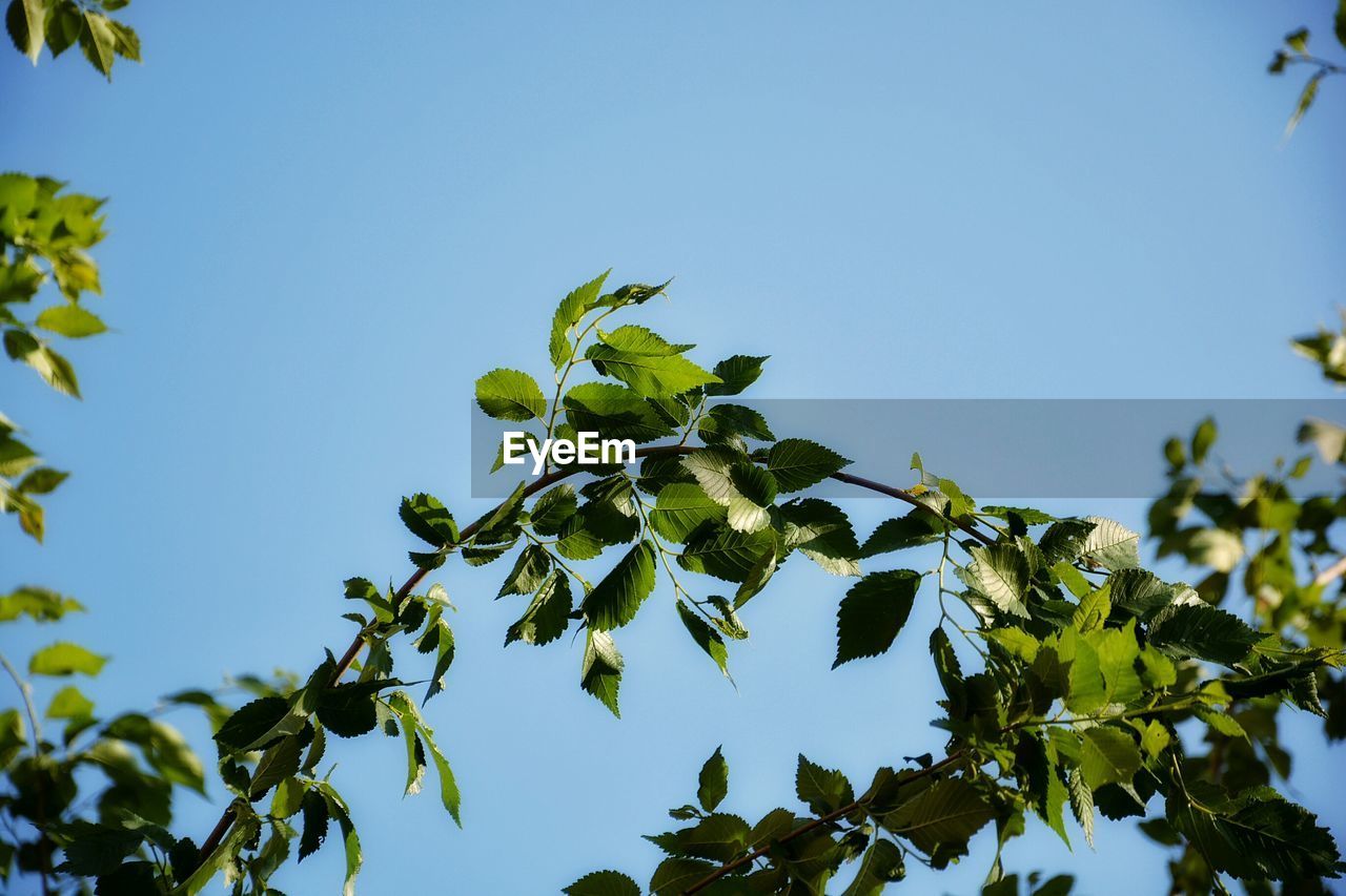 Low angle view of trees against clear sky