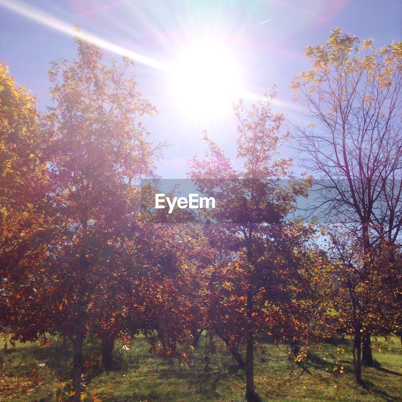 TREES ON SUNNY DAY