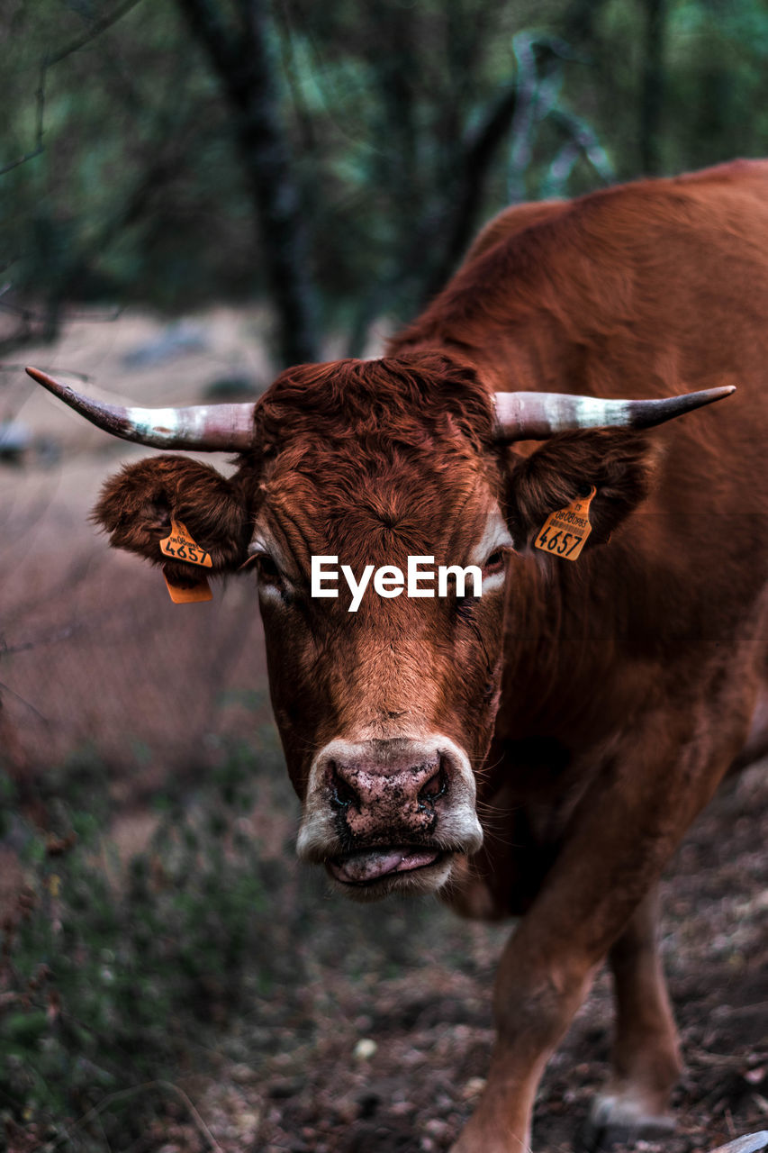 PORTRAIT OF COW IN THE FOREST