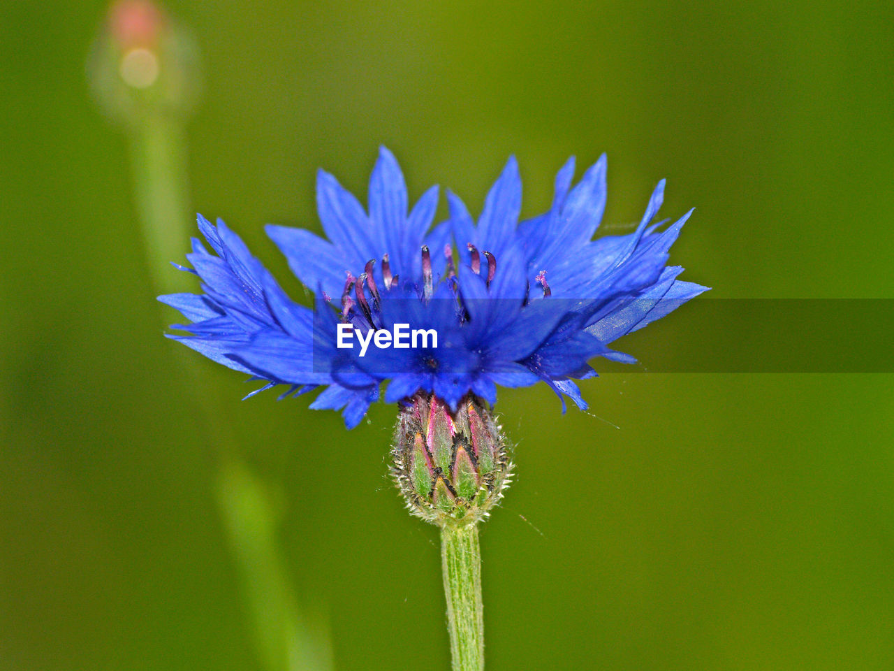 CLOSE-UP OF BLUE FLOWERS