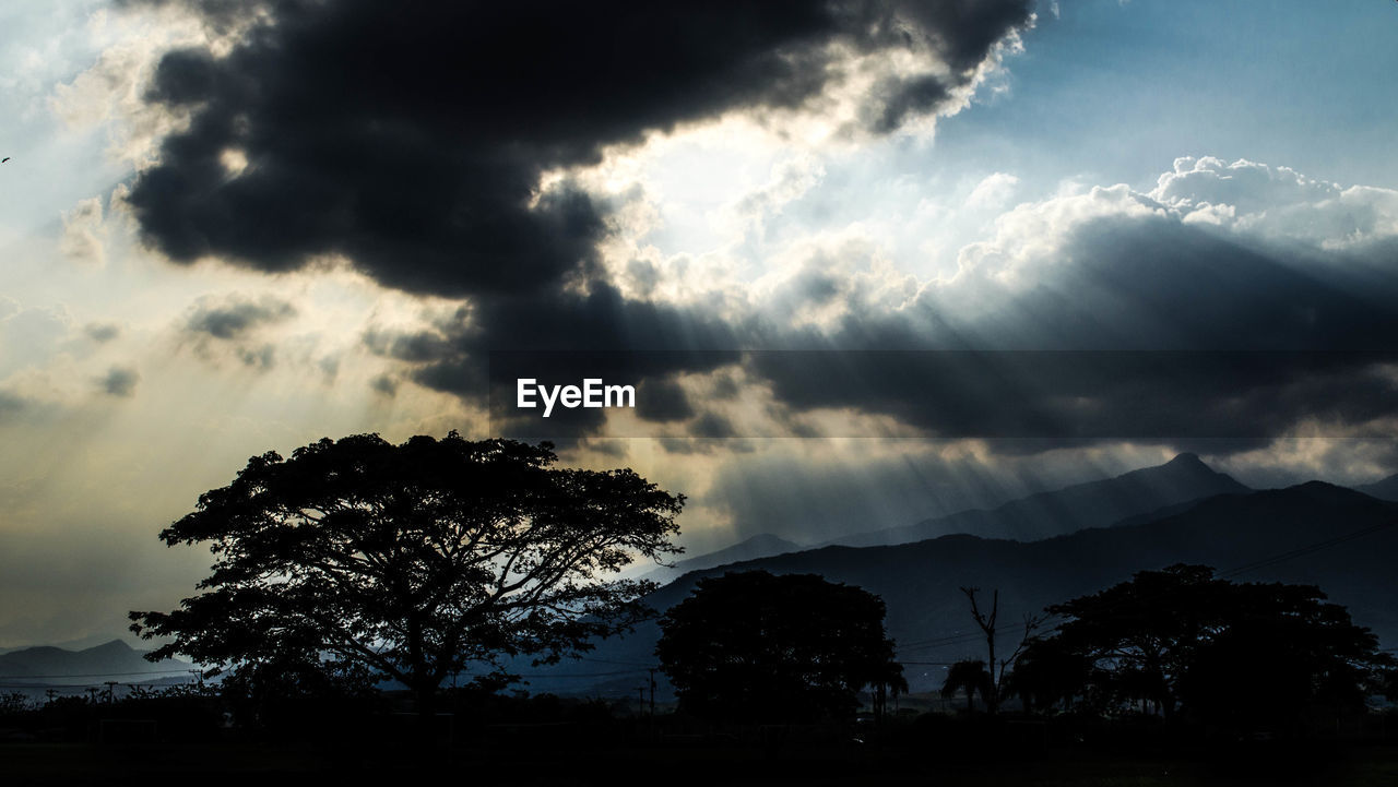 LOW ANGLE VIEW OF SILHOUETTE TREE AGAINST STORM CLOUD