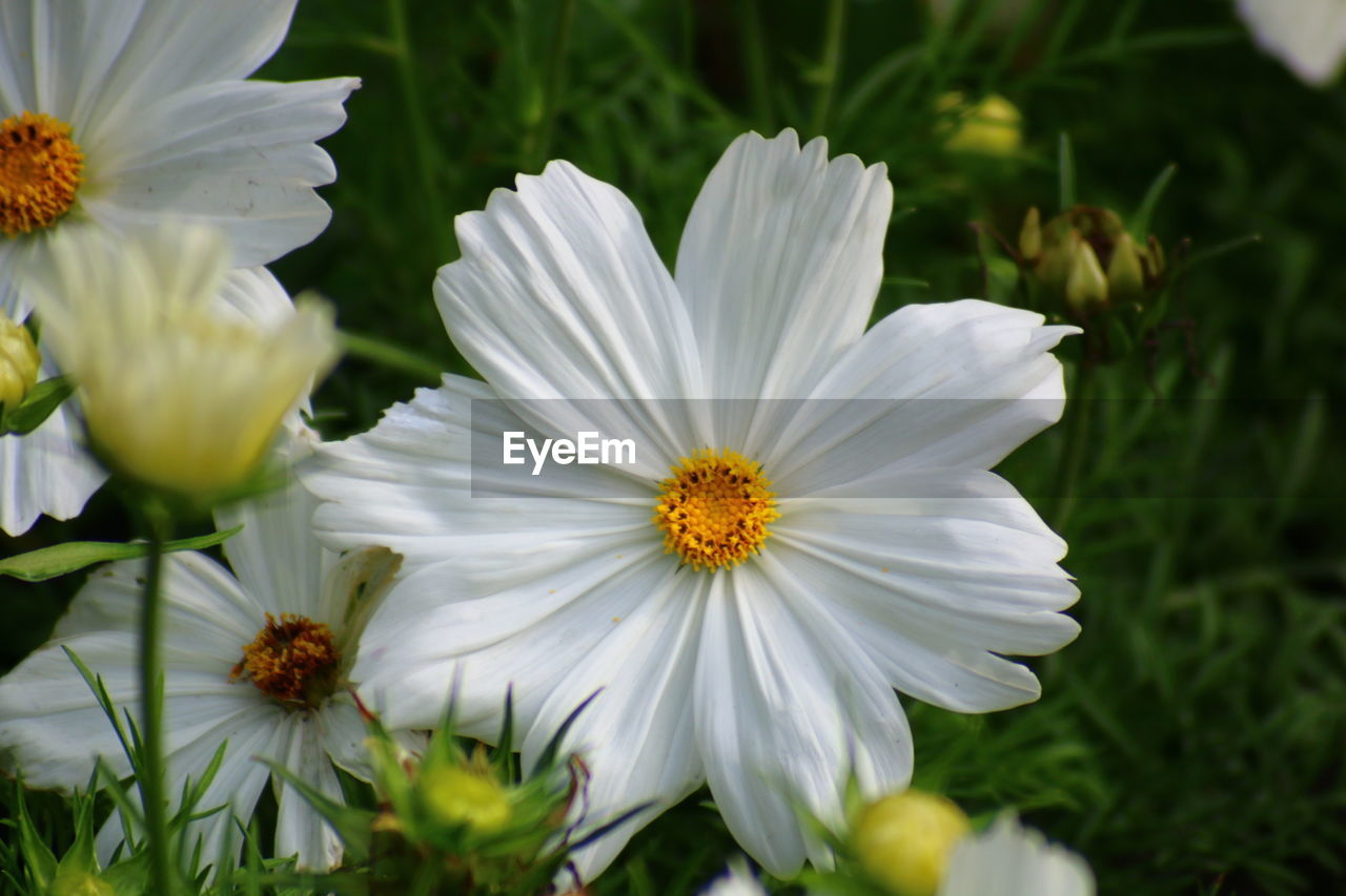 Close-up of white daisy blooming outdoors