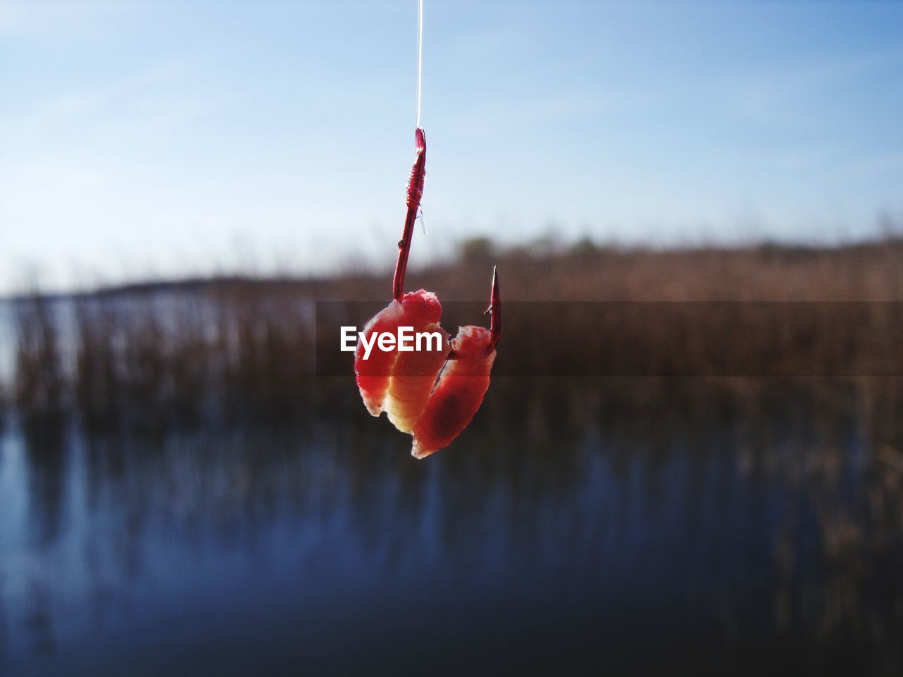 CLOSE-UP OF RED BERRIES HANGING AGAINST SKY