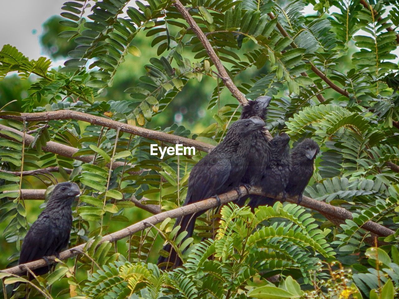 Low angle view of birds perching on tree