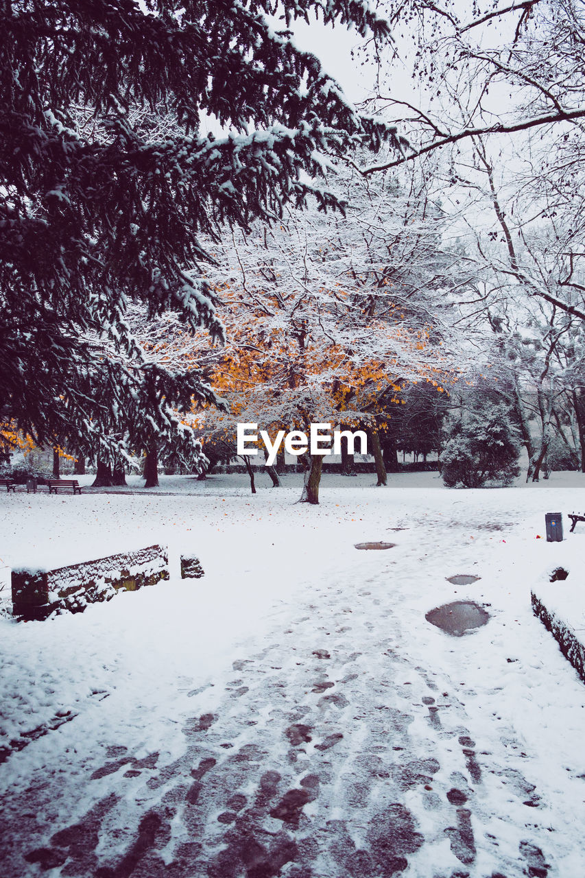 Trees on snow covered landscape