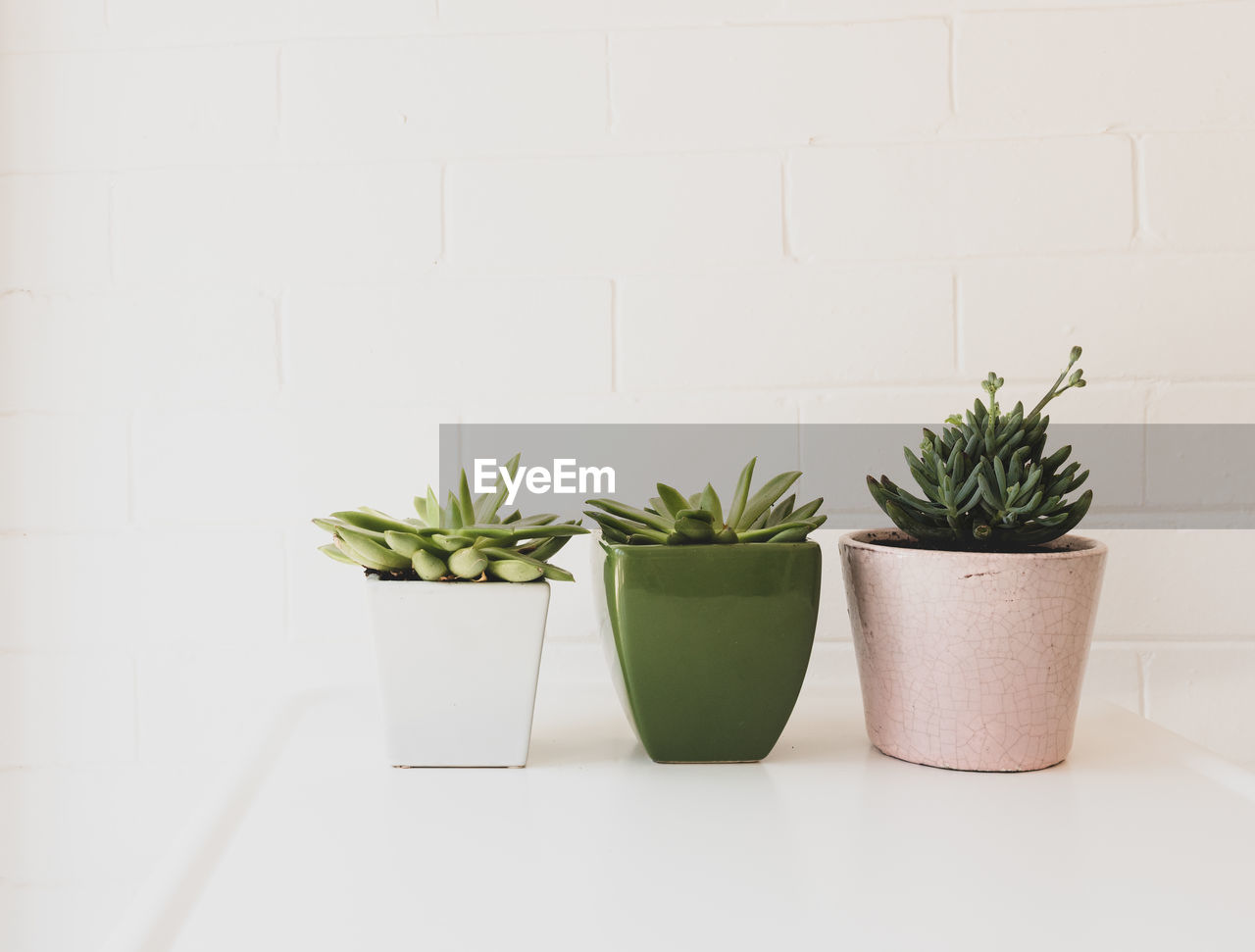 Potted plants against white wall on table