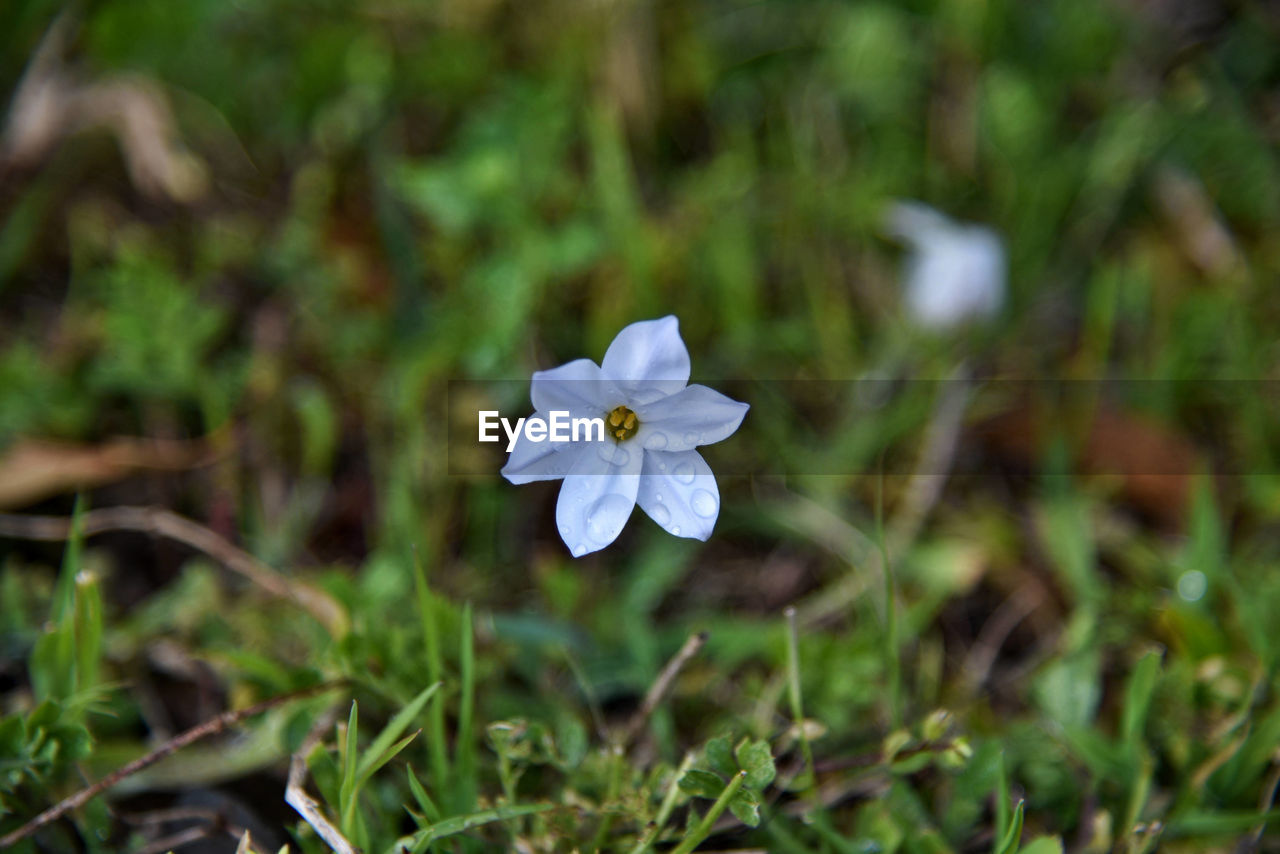 Beauty In Nature Close-up Flower Flower Head Flowering Plant Fragility Plant White Color