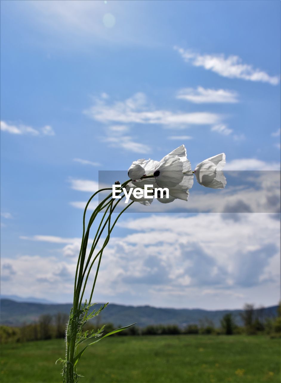 sky, cloud, grass, plant, nature, flower, no people, wind, day, environment, beauty in nature, blue, landscape, meadow, tree, field, sunlight, outdoors, land, focus on foreground, scenics - nature