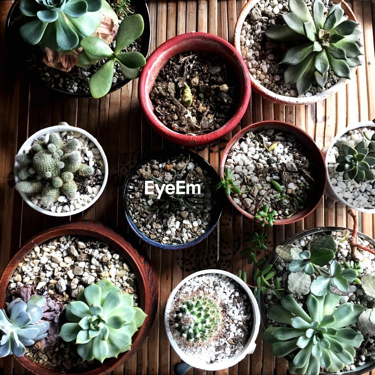 Directly above shot of potted plants on table