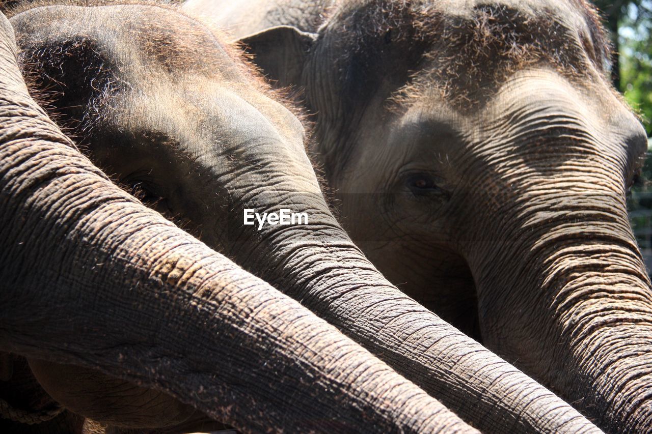 Close-up of elephant