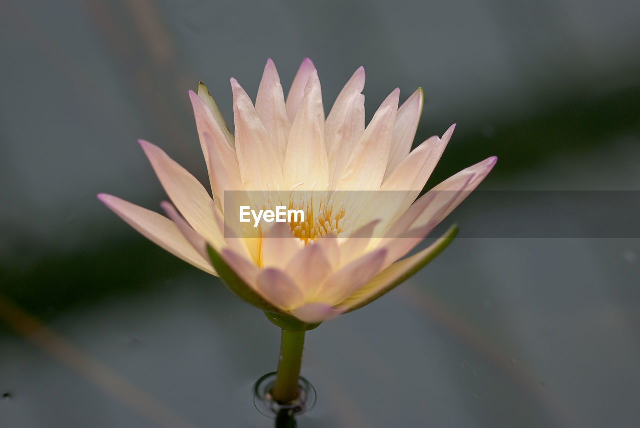 Close-up of water lily in lake