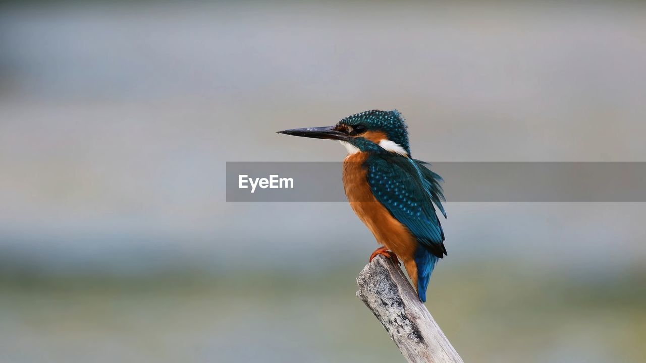 Close-up of kingfisher  perching on twig