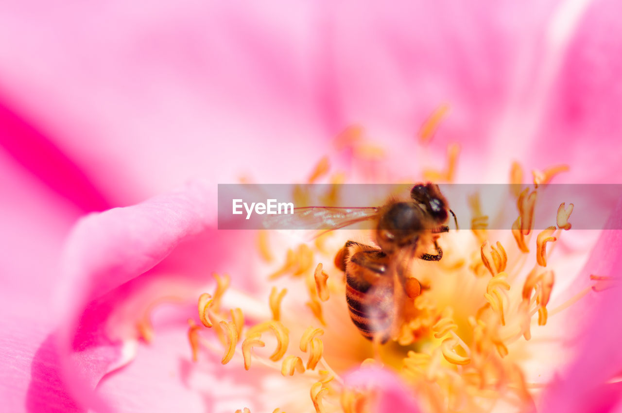 EXTREME CLOSE-UP OF BEE ON PINK FLOWER
