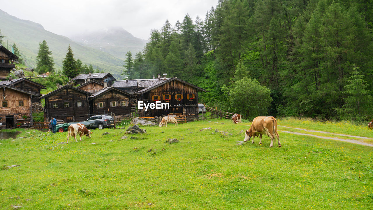 VIEW OF A HORSE IN THE MOUNTAINS