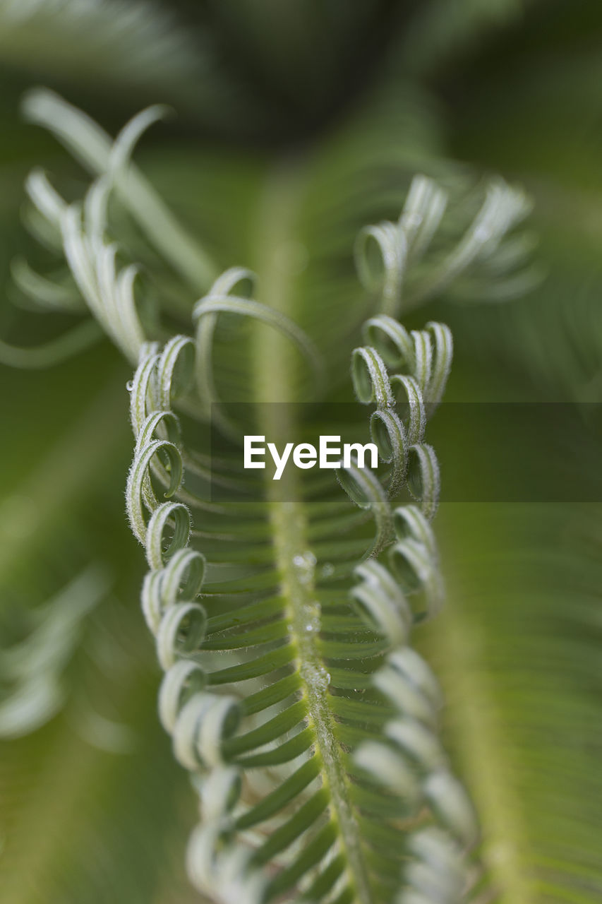 Curly fern