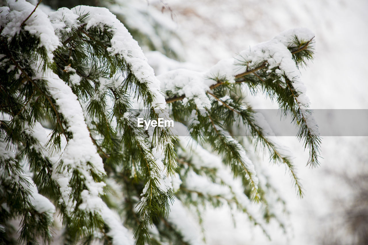 CLOSE-UP OF SNOW COVERED TREE
