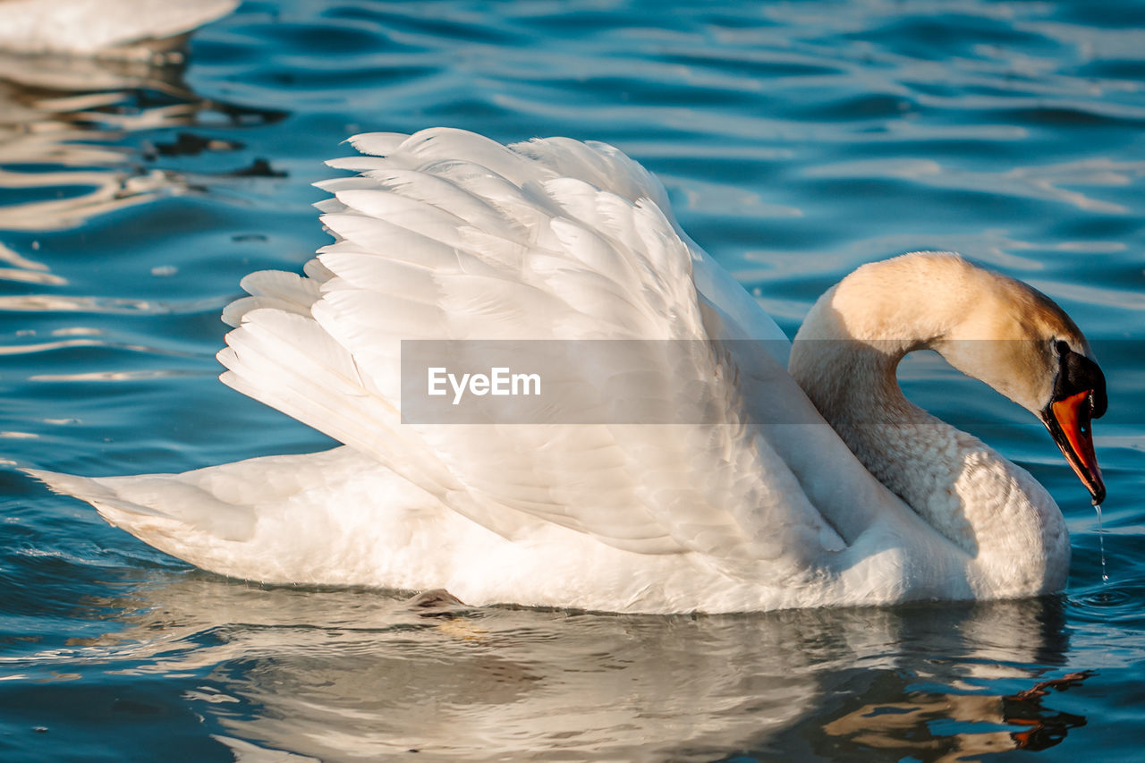 Swans swimming in lake