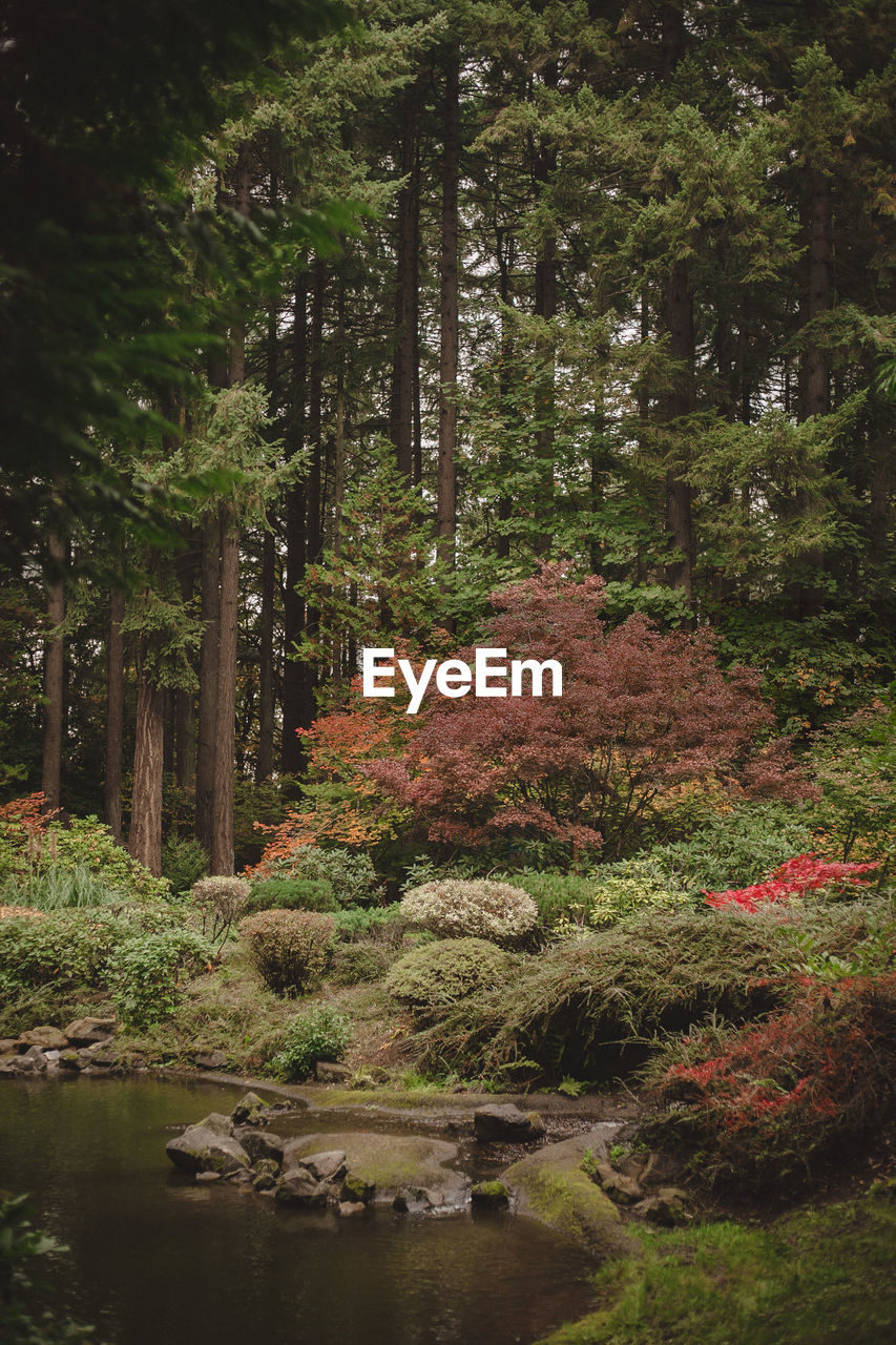 Scenic view of lake amidst trees in forest