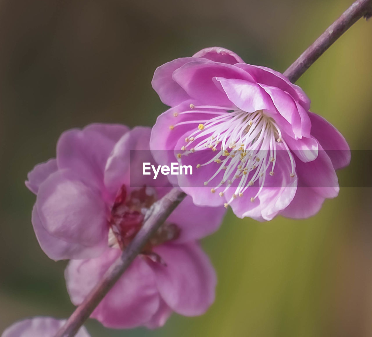 flower, plant, flowering plant, freshness, beauty in nature, blossom, fragility, pink, close-up, petal, flower head, nature, inflorescence, macro photography, growth, springtime, focus on foreground, no people, purple, plant stem, outdoors, tree, selective focus, pollen, botany, branch, stamen, wildflower