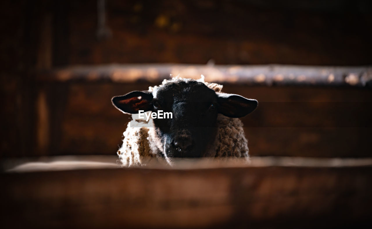 Close-up portrait of sheep