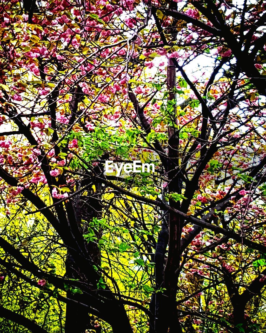 LOW ANGLE VIEW OF TREE AGAINST THE SKY